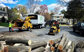 Best Tree Risk Assessment  in Laguna Hills, CA