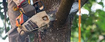 Best Tree Maintenance Programs  in Laguna Hills, CA