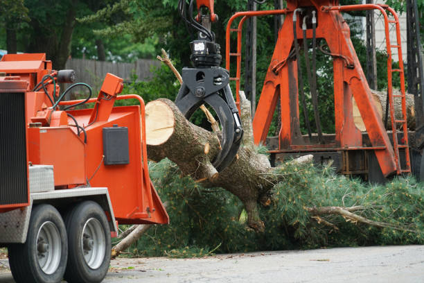 Best Root Management and Removal  in Laguna Hills, CA